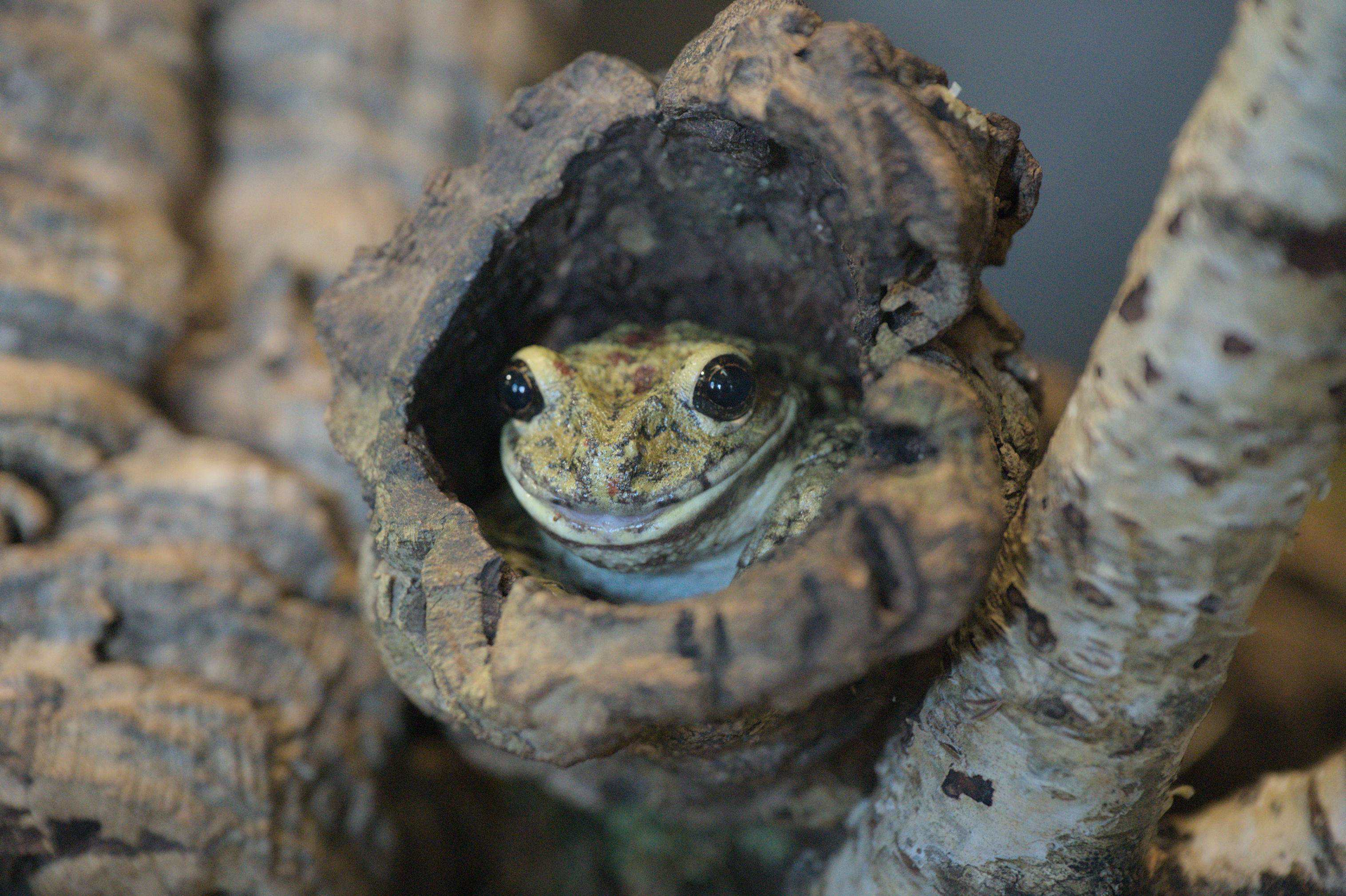 2025/10/12 - zoo/DSC_0169.jpg